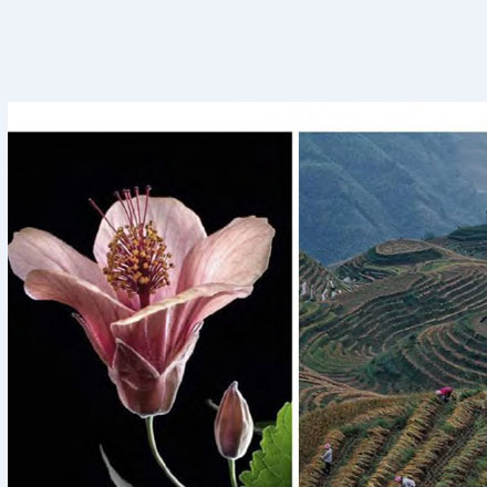 为昆虫蛋白品牌设计“六足未来”标识